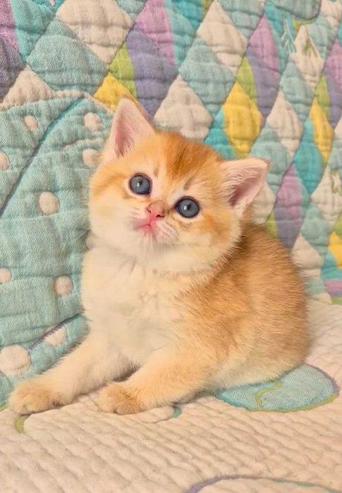 Шотландские котята (ЗОЛОТАЯ ШИНШИЛЛА)