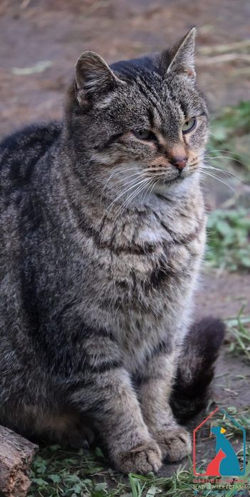 Dorcia 401/23 - SZUKA DOMU!