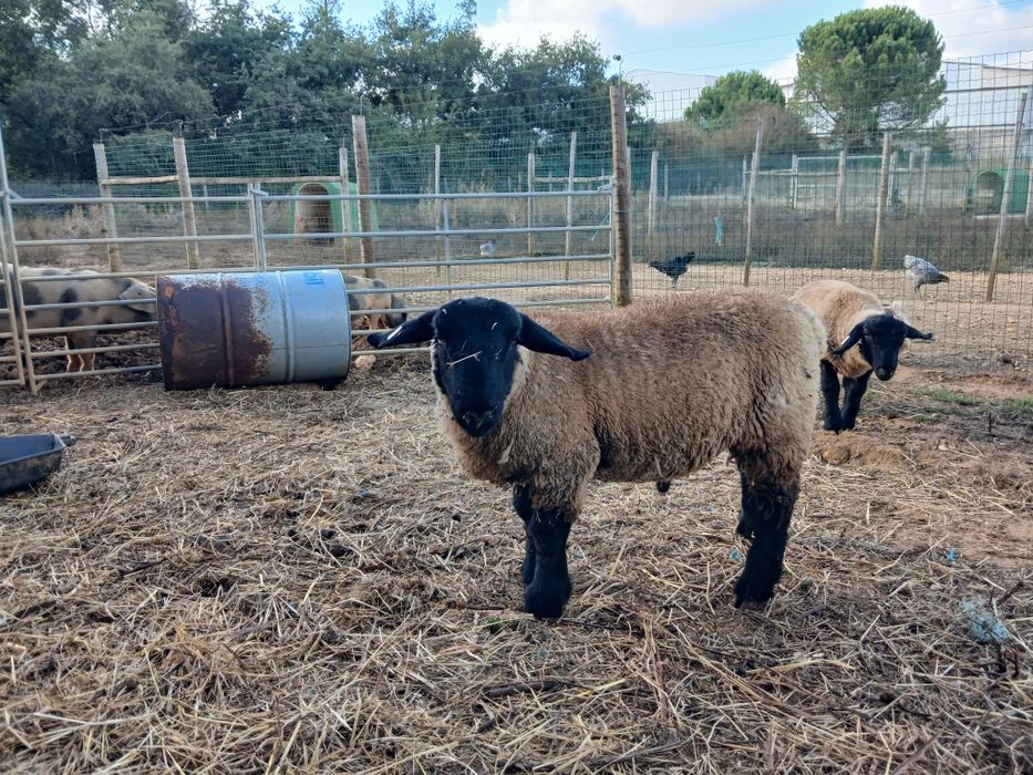 Vendo Borrego Suffolk