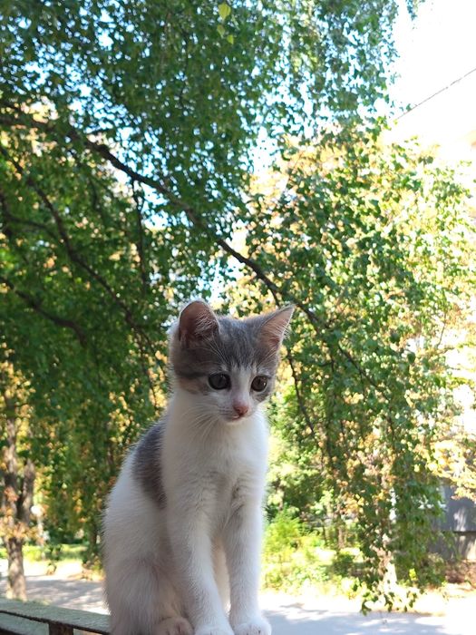 Віддам кошеня  в добрі руки