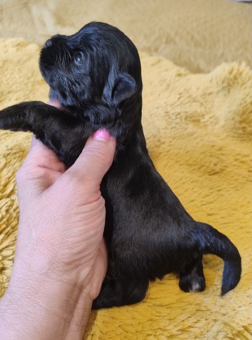 Yorkshire terrier czarnamal