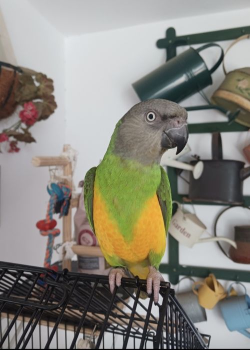 Papagaio do Senegal macho criado à mão + gaiola