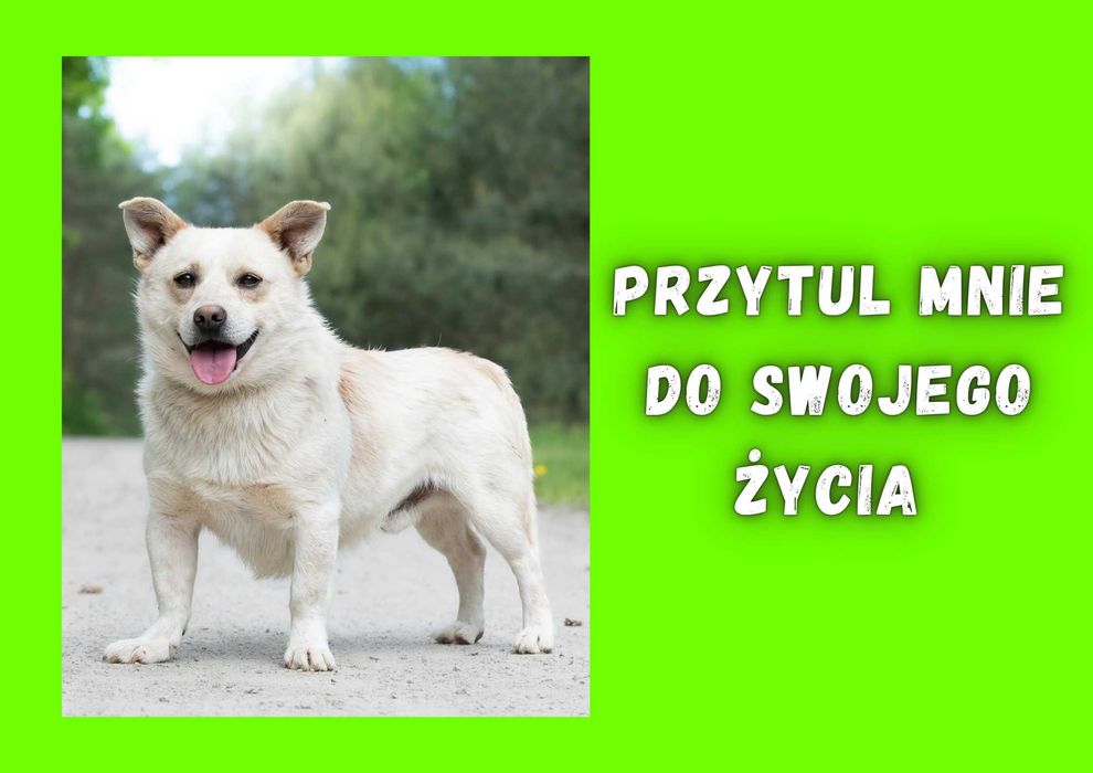 AGLIO - marzy o nowym domu i rodzinie