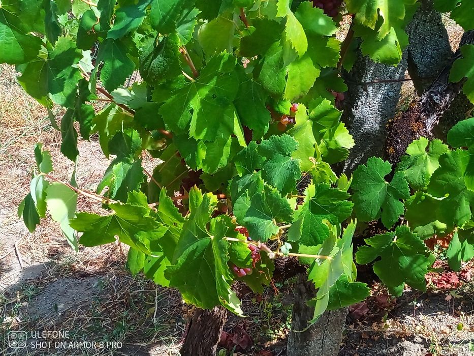 Venda de uvas para vinho