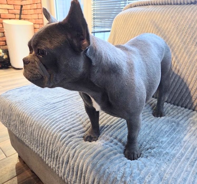 Buldog Francuski Blue  Rodowód  2 latnia