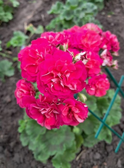 Пеларгонія ЮВ Візантія