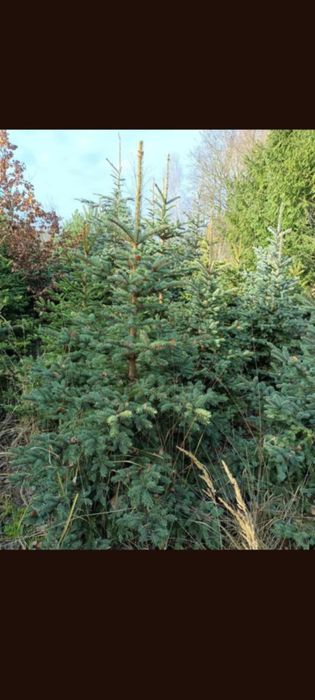 Choinki Świąteczne