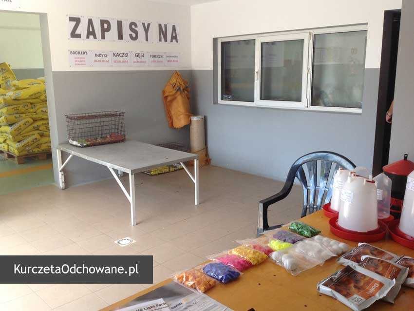 Gęś Gęsi Biała Kołudzka 2-6 tyg