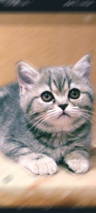 Котик Скоттіш страйд