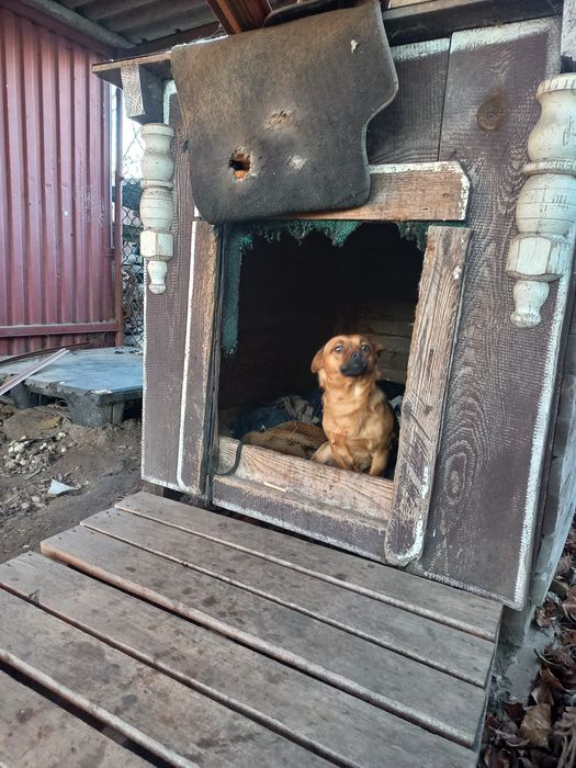 Віддам собаку річного