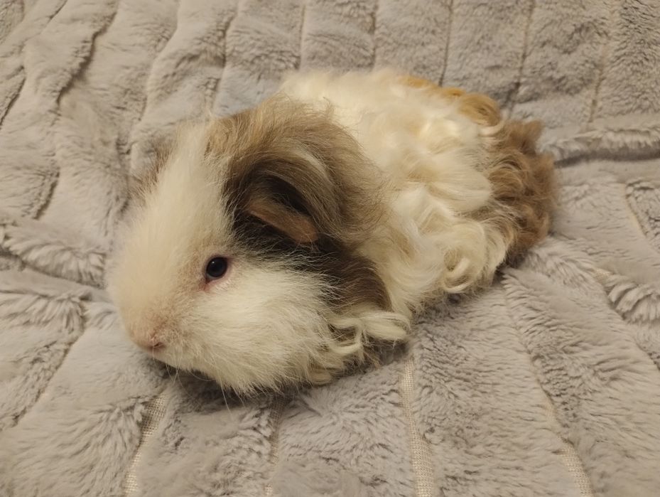 Świnka morska Alpaka