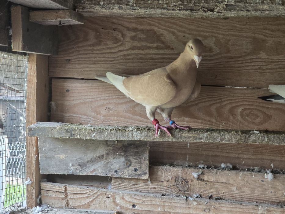 Gołębie pocztowe para żółtych.