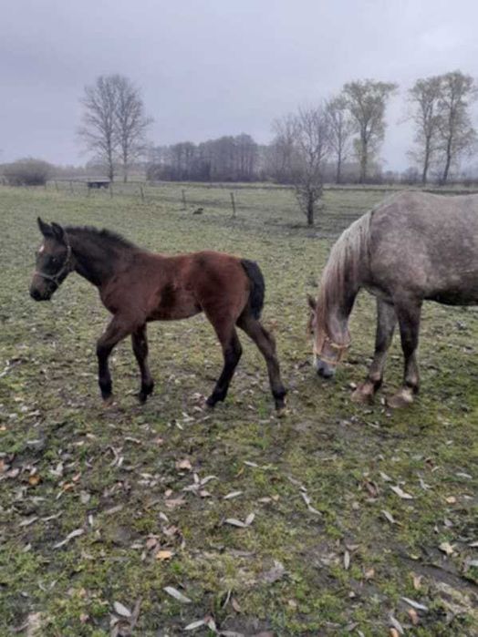 Zaprzęgana źrebna klacz ze źrebakiem