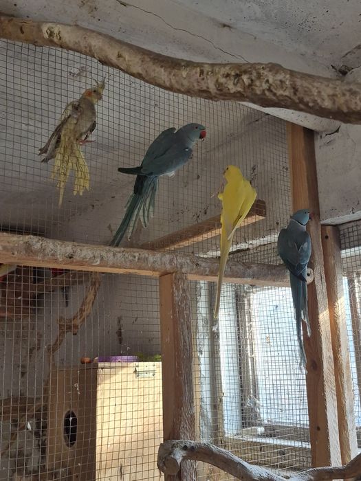 Aleksandretta obrożna