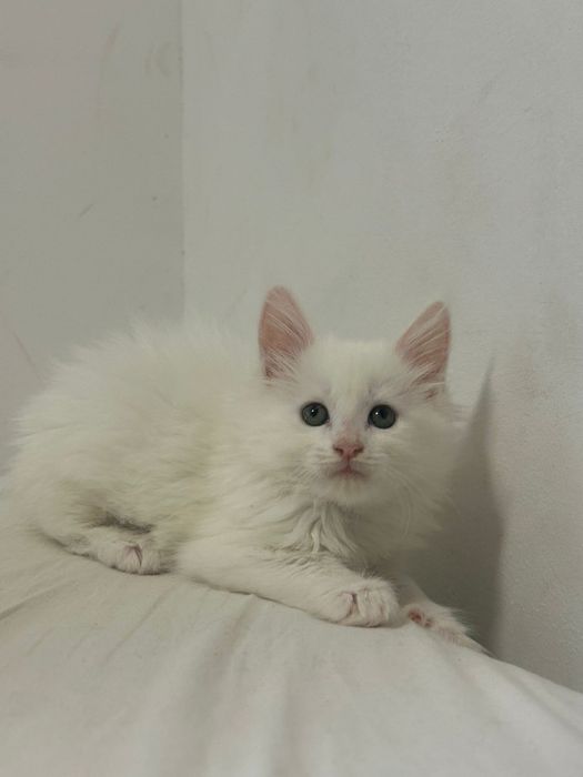 Linda gatinha branca  Maine Coon