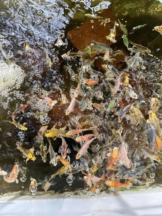 Carpas koi 7-15cm