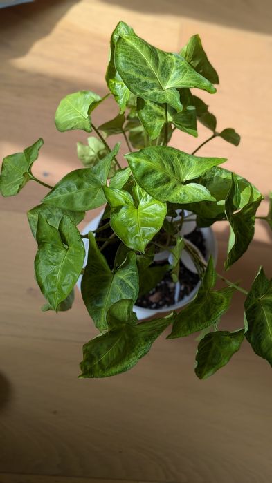 Бегонія, заміокулькас, сингоніуми різні