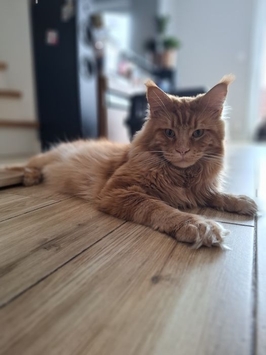 Rudy chłopiec Maine Coon Rodowód FPL