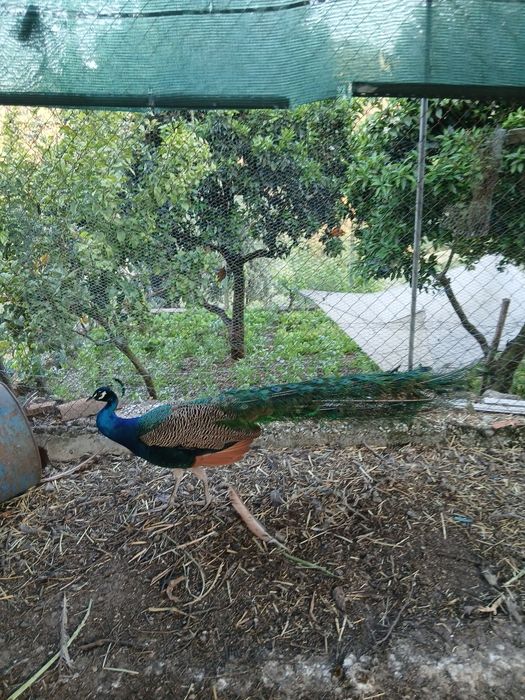 Pavões para venda machos e fêmeas