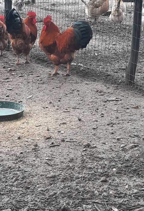 Galinhas de raça-ovos