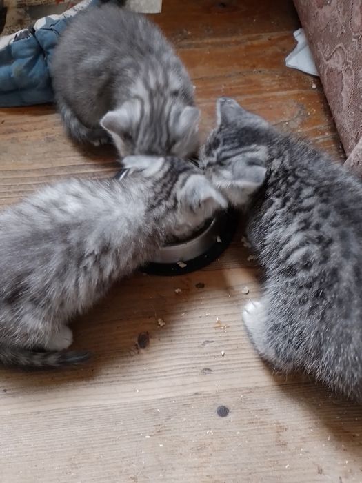 Шотландське кошеня