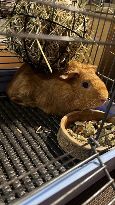 Морська Свинка хлопчик