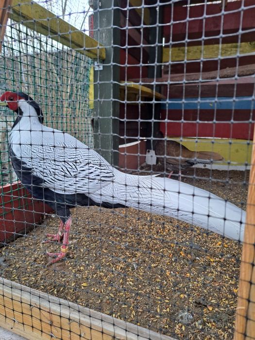 Bażanty srebrne sprzedam