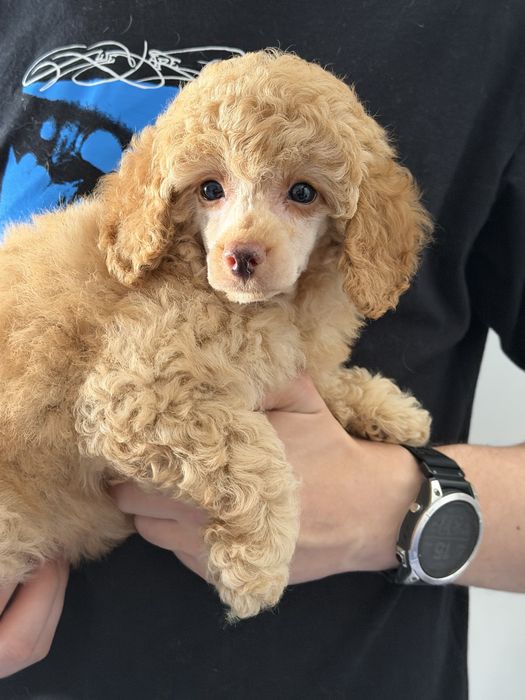 Pudel Miniatura/Toy ZKwP FCI