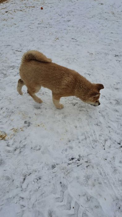 Akita inu sprzedam suczka