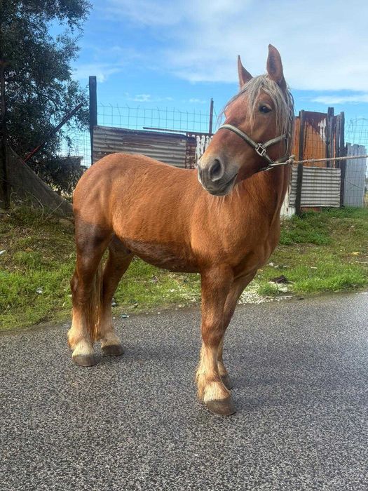 Vendo ou troco poldro