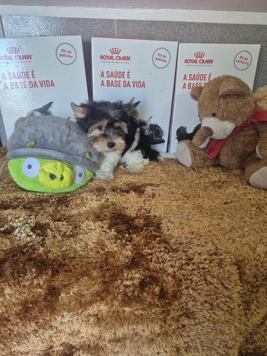 Biewer  Terrier Macho  Criadora Registada PT3088FL