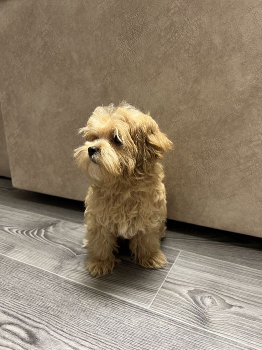 Мальтипу мальчик