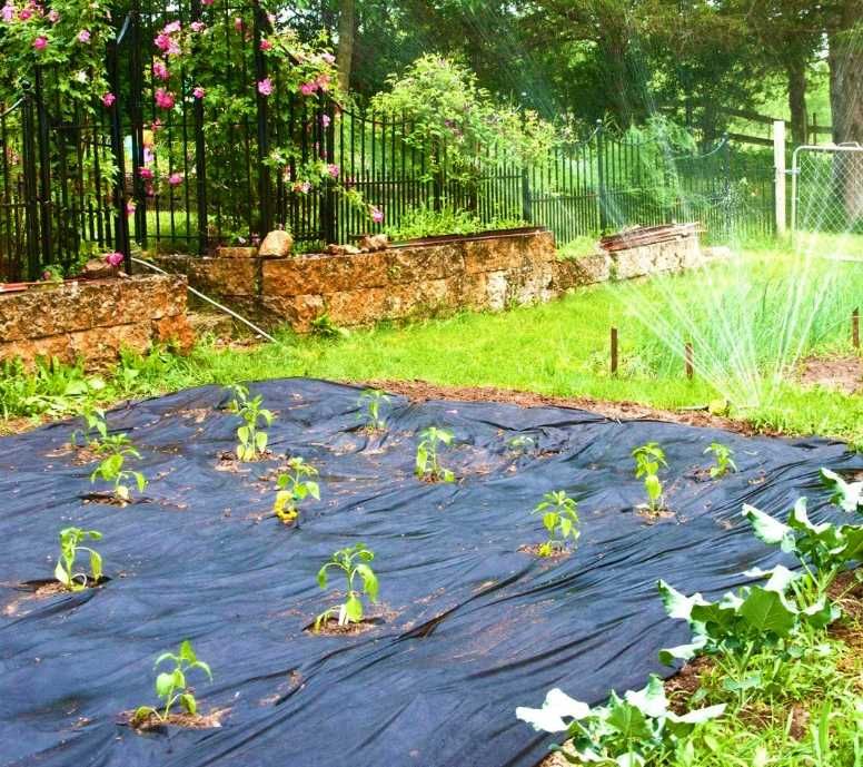 AGROTKANINA Agrowłuknina Mata 1,6x50m MOCNA 90g/m2