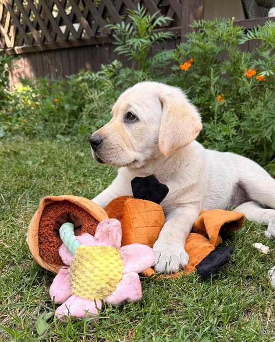 szczeniaki Labrador Retriever rodowód ZKwP/FCI