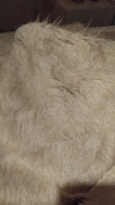 Cobertor da Serra. Lã de ovelha