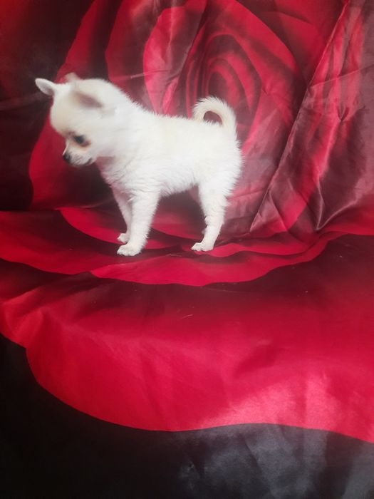 Карманная Собака-чихуахуа щенки  мальчики 3мес