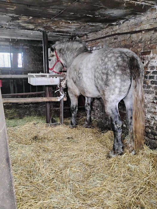 Ogiery zimnokrwiste SZPAKI
