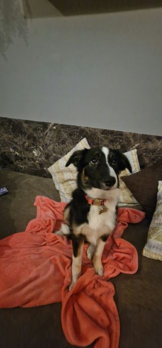 Bordel collie suczka