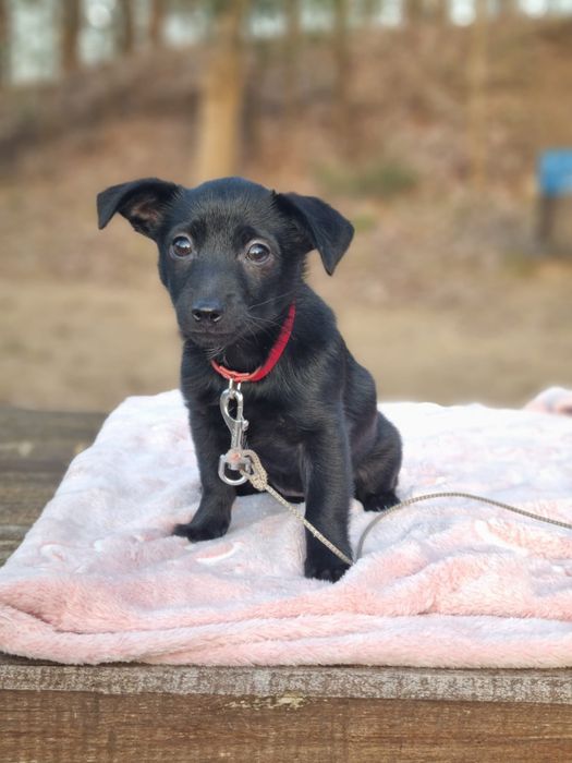 Piękna suczka szuka domu
