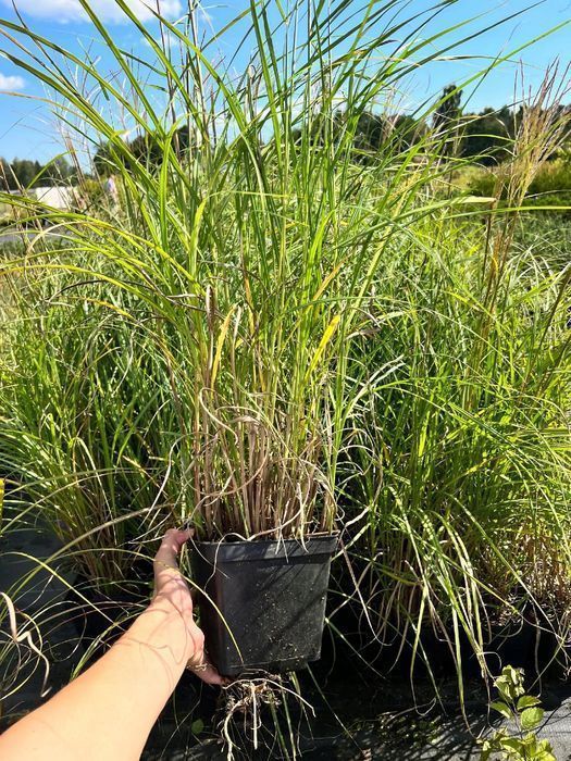 Miskant chiński 'Samurai' (Miscanthus) P13