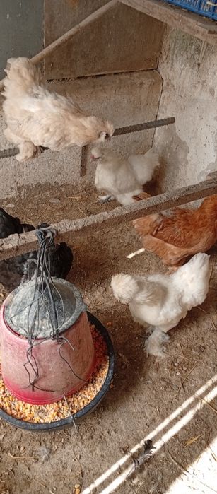 Vendo coquichas fêmeas e macho