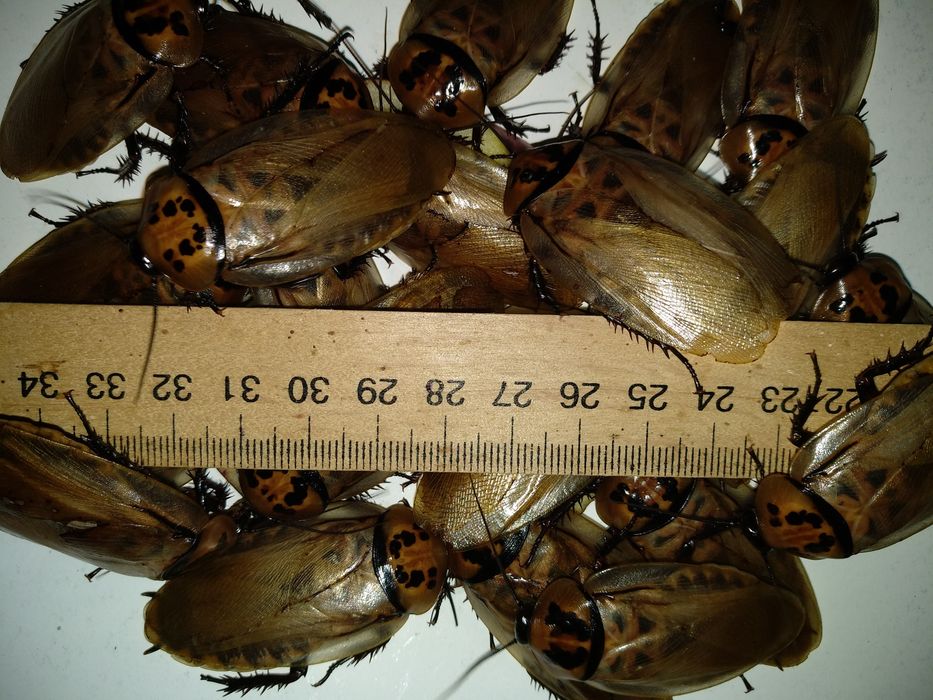 Таракан дистанти.