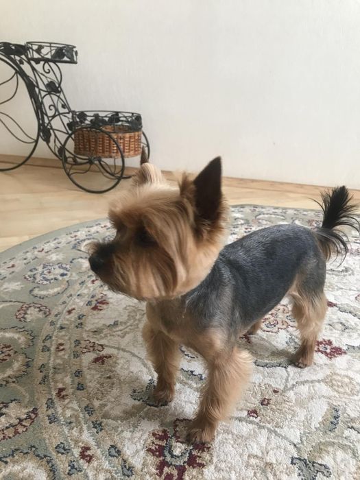 Вязка Йоркширського тер'єра