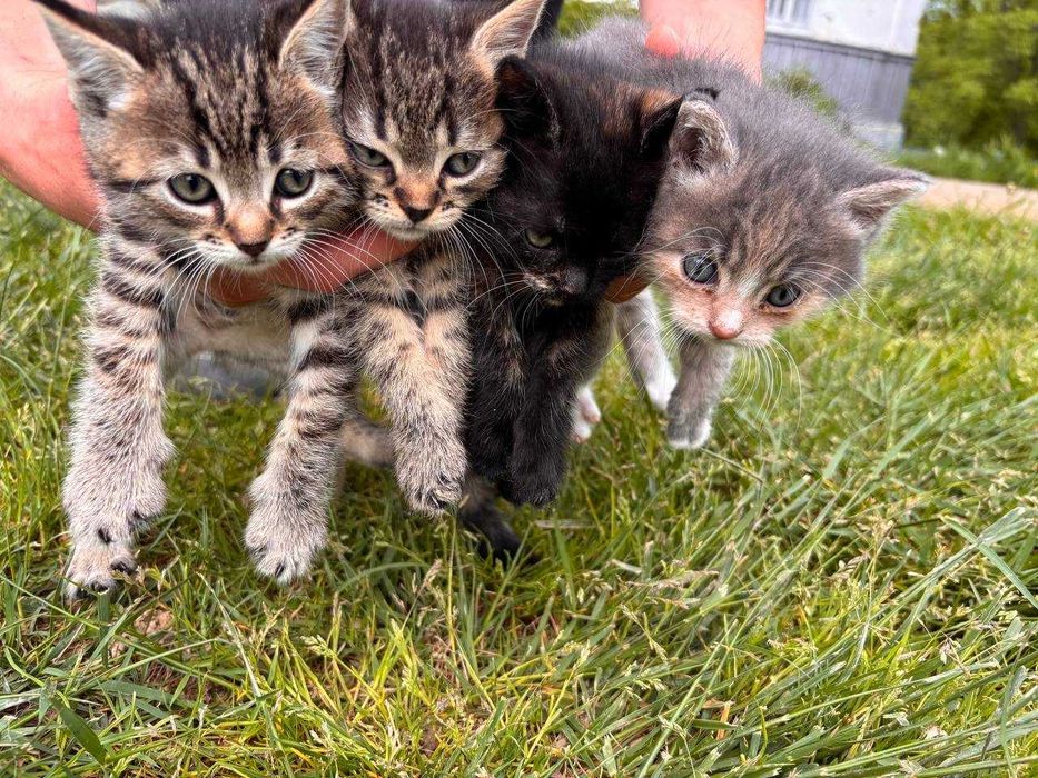 Віддам  котиків!!!Малята шукають дім!!!ДОСТАВКА! Косів,Косівський район