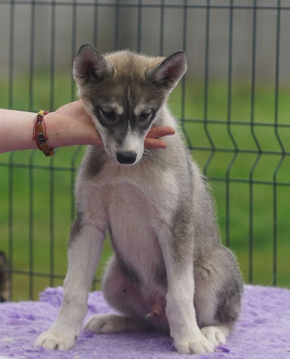 Chłopiec Siberian Husky