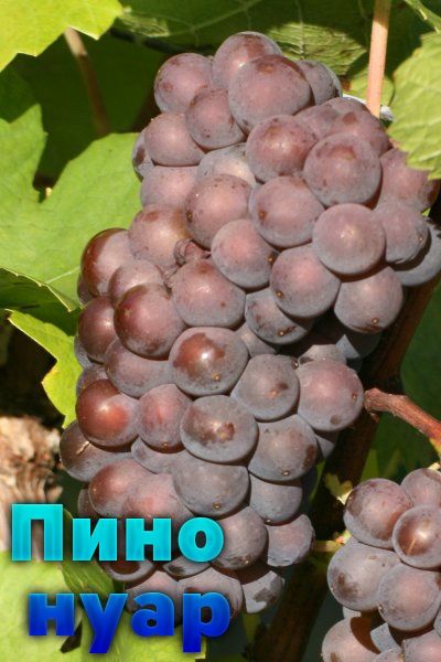 саженцы технических( винных) сортов винограда