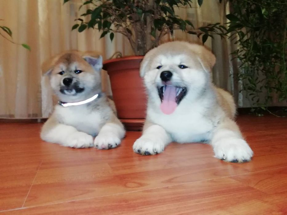 Сумы. Акита ину.