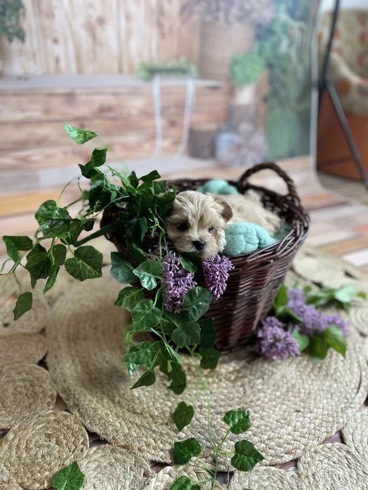 ТОР‼️Super mini Мальтипу ф2. Мальтийская болонка Той пудель