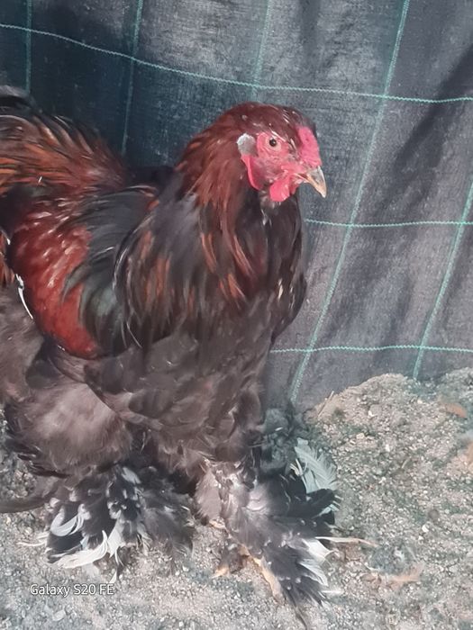 Galinhas e galos  Brahma