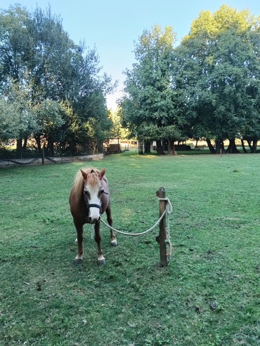 Pônei fêmea MT mansa